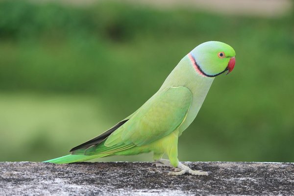 Designing a Safe and Stimulating Outdoor Haven for Cats with Feline Leukemia Virus (FeLV)