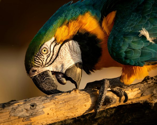 Shop large dog essentials for happy, healthy pets